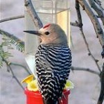 Gila Woodpecker