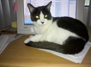 very challenging feline child